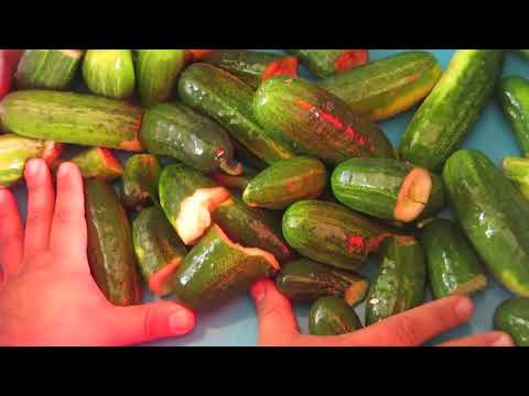 Огурцы короткоплодные - сортировка Огурцы короткоплодные - сортировка