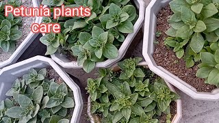 Grow Petunia Plant At Home Secret Method  