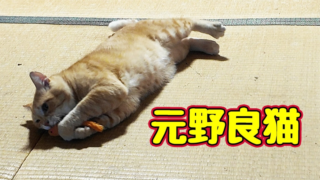 All I Want Is to Play [Former Stray Cat] - YouTube