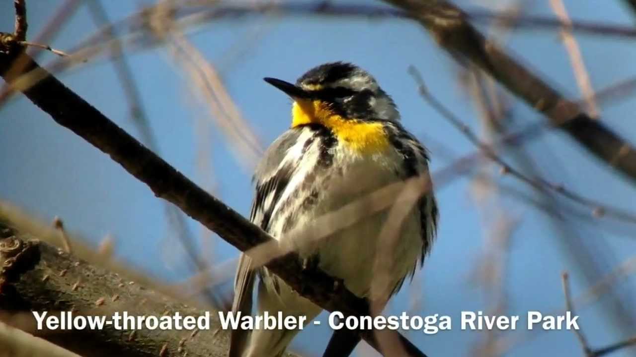 Yellow-throated Warbler - Conestoga River Park 