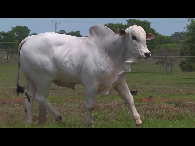 LOTE 03   ALMB 2134 mp4