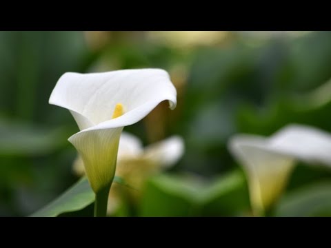 Vídeo: Informació del bulb de lliri de Cyrtanthus: com cultivar lliris de Cyrtanthus a l'interior i a l'exterior