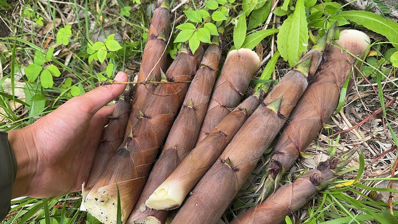 河川敷でタケノコ採り　淡竹と山椒を採って初夏を堪能
