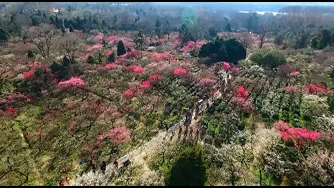 Plum Blossoms Attract Visitors in east China - DayDayNews