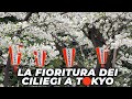 Lo spettacolo della fioritura dei ciliegi a tokyo