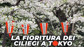 Lo spettacolo della FIORITURA DEI CILIEGI A TOKYO