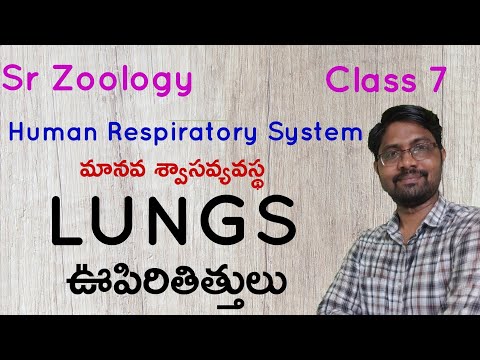 Lungs | ఊపిరితిత్తులు | Sr Zoology | Breathing and Exchange of Gases | Class 7