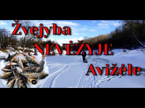 Video: Pažymi, kad šuo yra maišomas