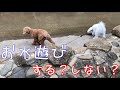 【わんこの水遊び？】トイプードルくぅ＆ココのお外遊び