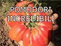 10 Trucchi per coltivare Pomodori Incredibili, Potatura e Fertilizzazione