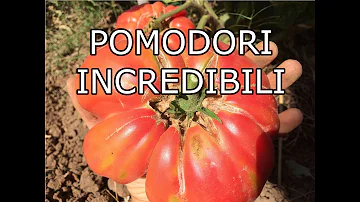 Cosa fare per far venire grossi pomodori?