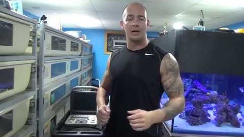 Boa Breeding 2017, step-by-step progression EPISODE 1