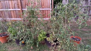 My Problems with Using Tomato Cages