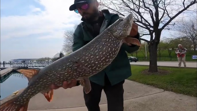 2019 Sight Fishing Freshwater Drum Montrose Harbor Chicago Il Lake