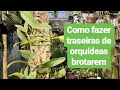 COMO PLANTAR ORQUÍDEAS - 23