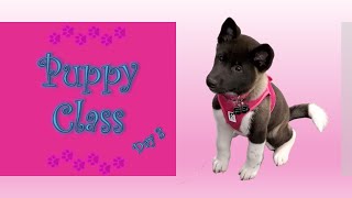 Akita Puppy | 12 Weeks Old | Bella Lu | American Akita | Puppy Training Day 3
