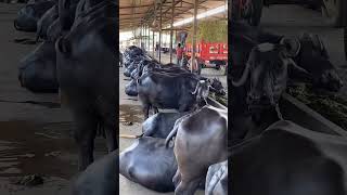 naukar Palna ho to Malik Banna Sikho #farming #cow  #shorts