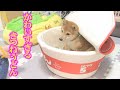 ここで眠ってもいいですか？兄弟大満足！【子犬】【多頭飼い】【柴犬】