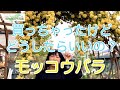 20210425 モッコウバラ①　買ったばかりのモッコウバラ。この後どうしたらいいの？