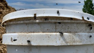 Celebrity DIY Fly Trap Eliminate 90% of Flies On The Homestead/Farm - Easy Organic & Chemical Free Fly Control Net Worth