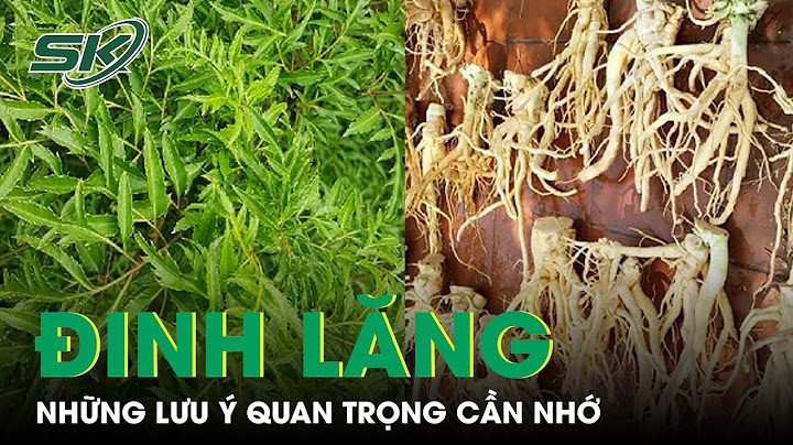 Tác dụng cây đinh lăng như thế nào năm 2024