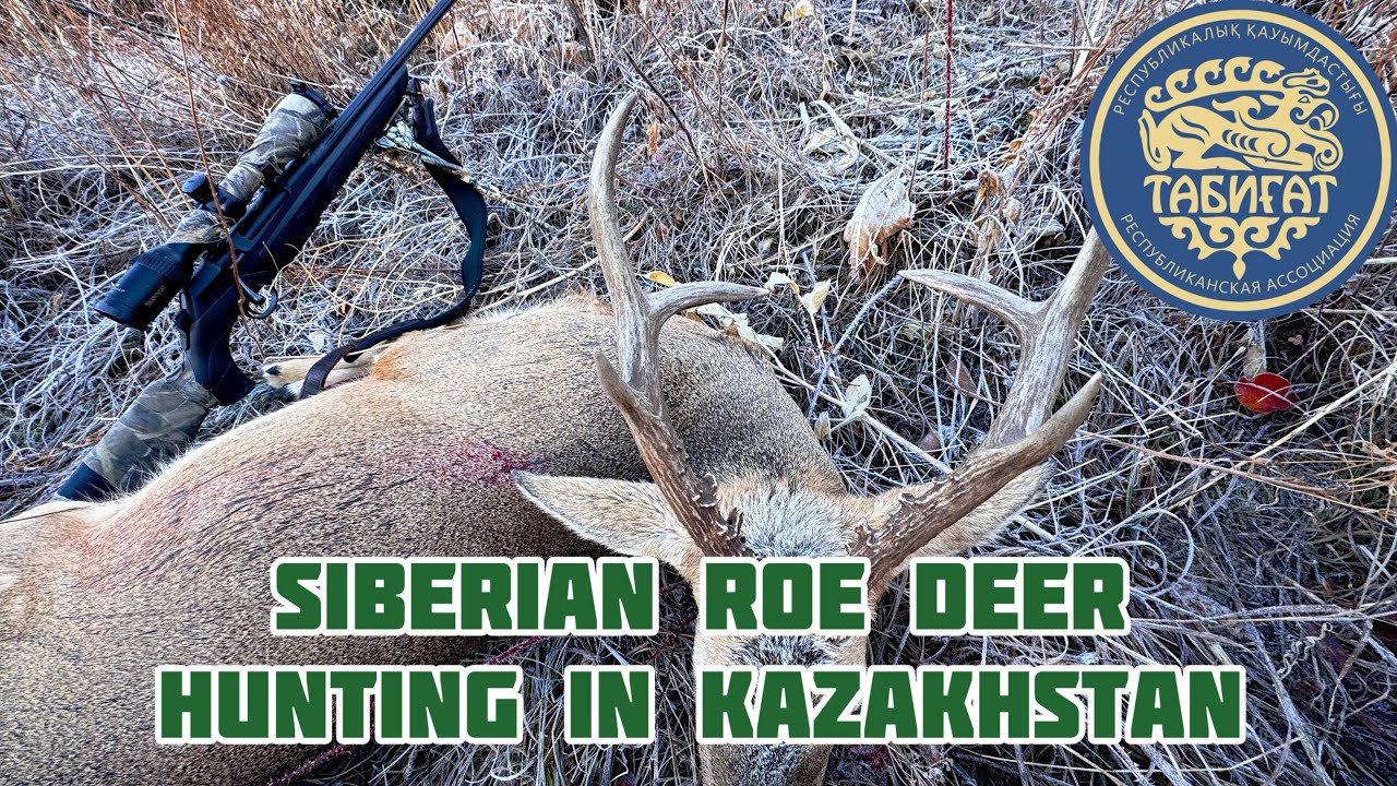 Siberian roe deer hunting in Kazakhstan! 