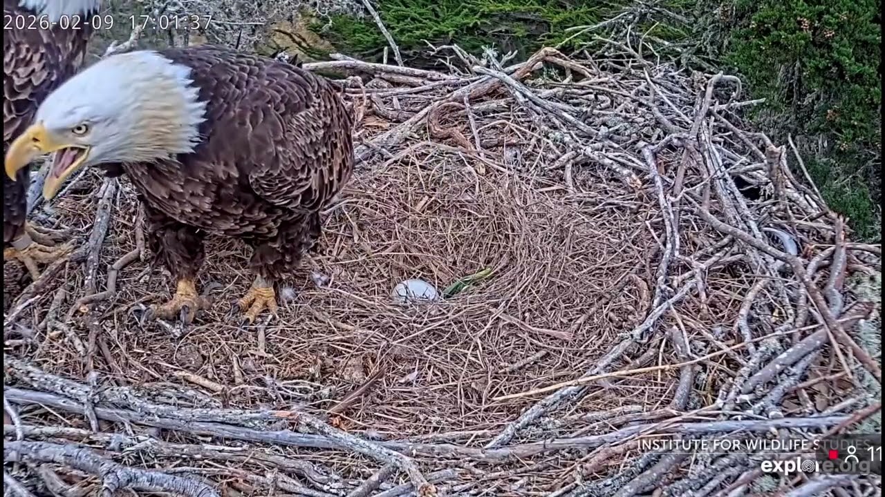 Jak & Audacity- Sauces Eagle Nest❤️02/09/26