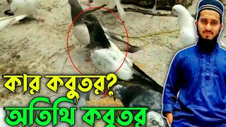 এটা কার কবুতর?| কবুতর পালন পদ্ধতি | Kabutar Video | Kobutor | Pigeon | Pyra | Kabutar