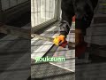 I 🥰🥰🥰👍👍👍 #youkzuan #newtools #tilecutter #tiletools #tilebro