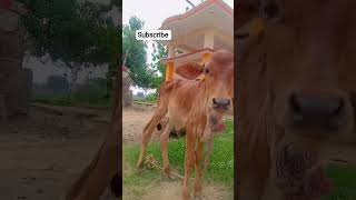 Frist vedeo #bollywoodsongs #song #hindisong ❤️❤️❤️❤️❤️