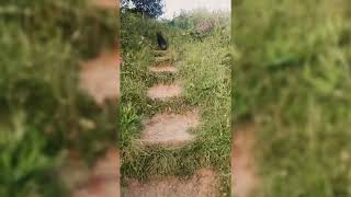 13 Years Old Patterdale Terriers Renewed Energy