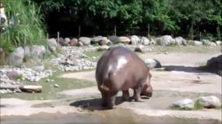 Giant Hippo Fart Slow mo Resimi