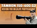 Tamron 150-600mm G2 Review - The AFFORDABLE Wildlife Lens - Can You Take Nice Shots?