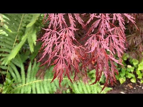 JAPANESE MAPLE RED DRAGON