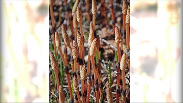 Nothern Ontario Plant Database