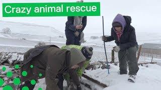 Farmer Saves Sheep Stuck in Snowdrift 3 Sheep Stuck In Snow Saved With Airlifting Operation