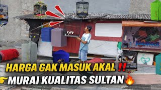 GEGER ‼️ KIOS MURAI HUTAN TERLENGKAP DI KOTA 😱 HARGA BIKIN MELONGO, LOKASINYA NGGAK MASUK AKAL