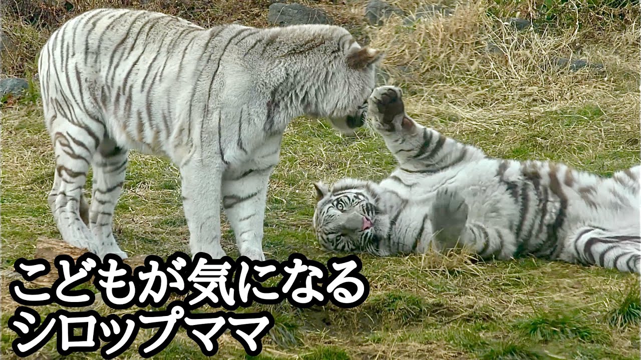 寝ているツキシグにちょっかい出すシロップママ【伊豆アニマルキングダム】Syrup Tsuki Shigure Izu Animal Kingdom 