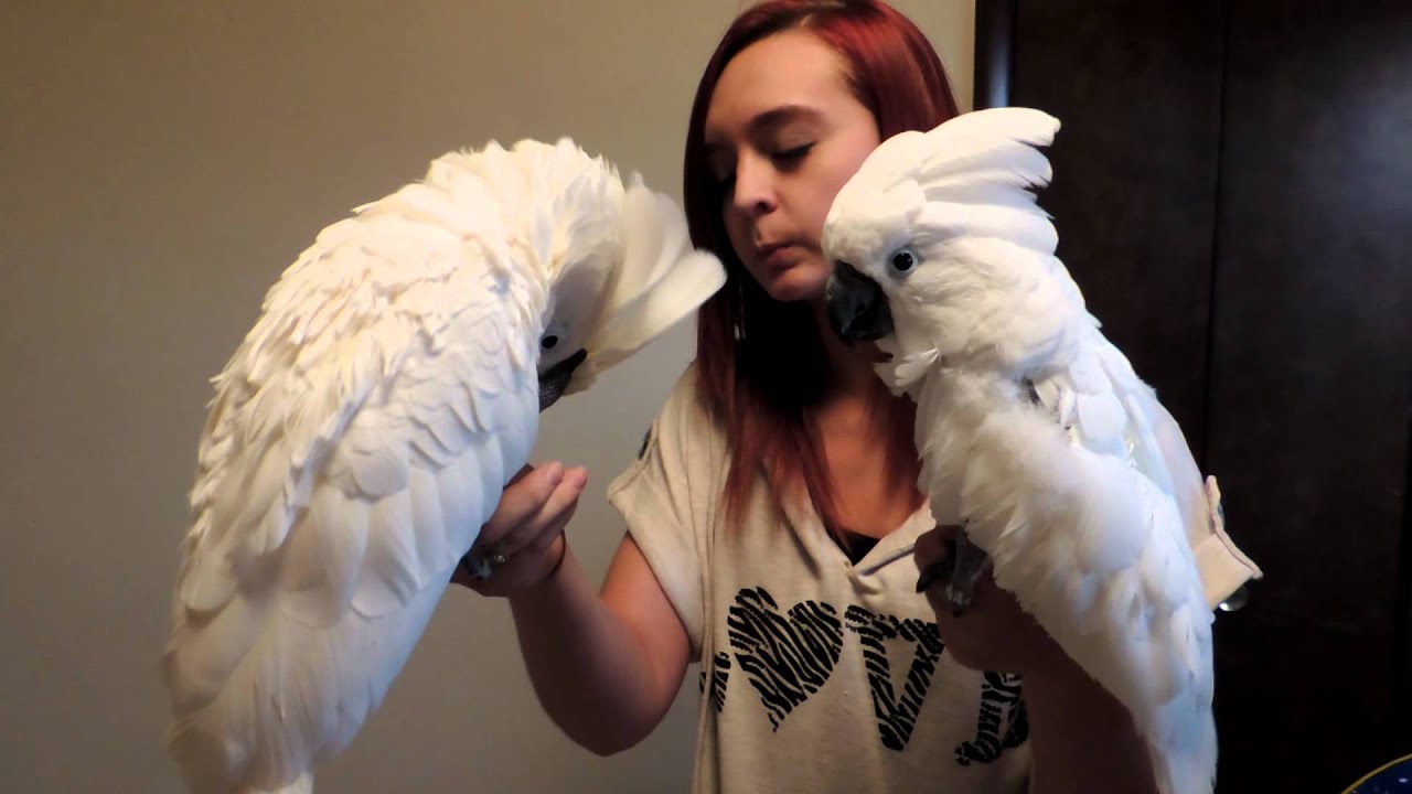 2 cockatoos YouTube