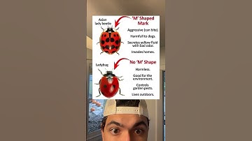 Know the different types of lady bug