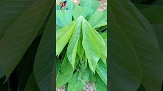 Did you know? Facts about the health benefits of cassava leaves