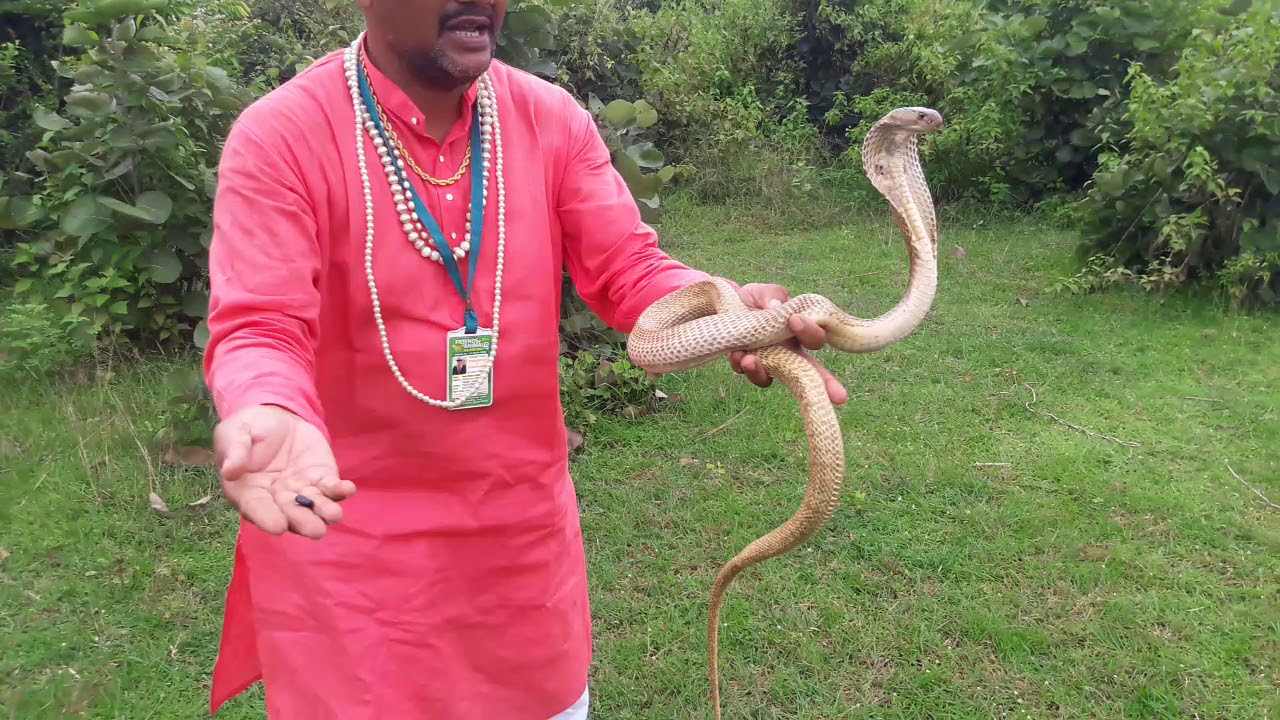 अंध विश्वास है मनी वाला साँप आखिर जंगल में छोड़ दिया snake rescue team Panchet dam(N G O)