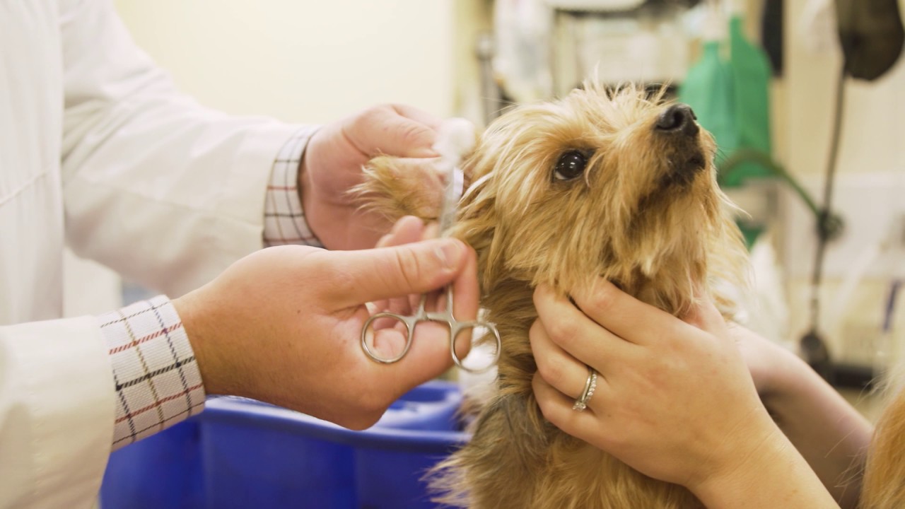 Sherwood South Animal Hospital Baton Rouge Louisiana YouTube