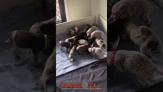 German Shorthaired Pointer Puppies  #dog #puppy #gsp #germanshorthairedpointer #puppies