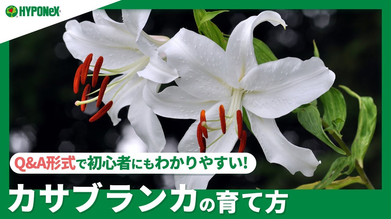 真っ白い花が優美なカサブランカ 育て方のポイントと注意点 植物とあなたをつなぐplantia