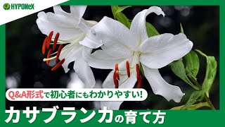 ☘142：カサブランカの育て方｜きれいな花を咲かせる球根の選び方は？水やりや肥料など日々の管理もご紹介 【PlantiaQ&A】植物の情報、育て方をQ&A形式でご紹介