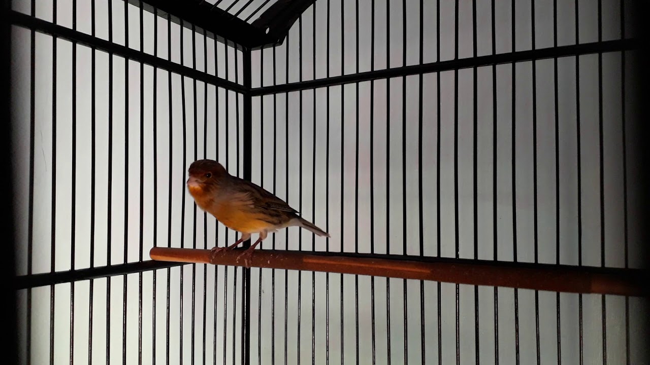 Kenari_11 