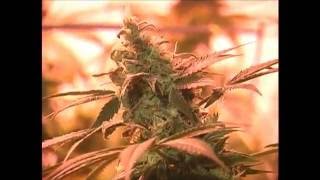 White Widow day 50 of Flower   TGA Qleaners Day 15   30 November 1, 2011   YouTube
