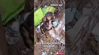 e urgently need to raise $450 to cover treatment, tick removal, medication.DONATION LINK IN BIO #usa