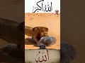 إذا كان الإيمان بالله ثابت ا في القلب فلا تتعث ر الخطوات أبد ا اكسبلور لایک Shorts